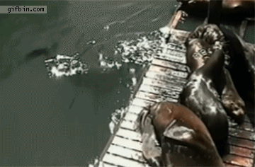 1365704519_seal_gets_on_jetty.gif